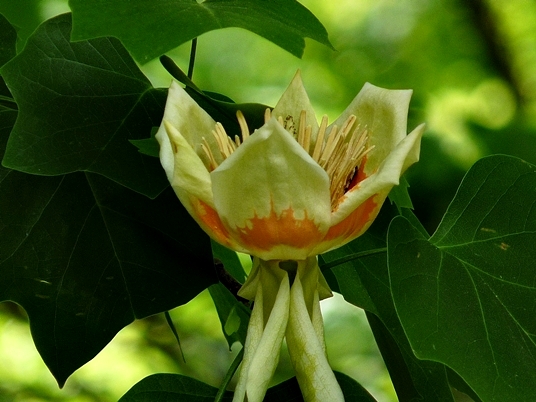 {Liriodendron tulipifera}